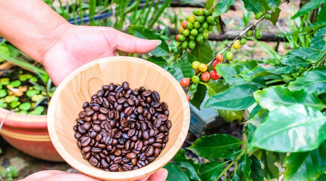 咖啡种子如何种植