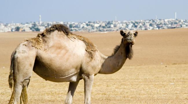 骆驼适应什么样的环境