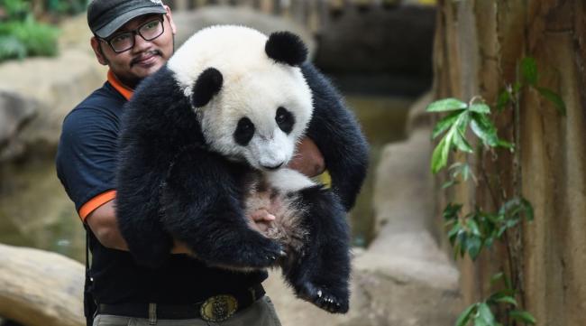 被领养的熊猫会出国吗