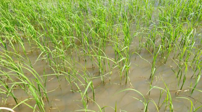 水稻如何高效栽培