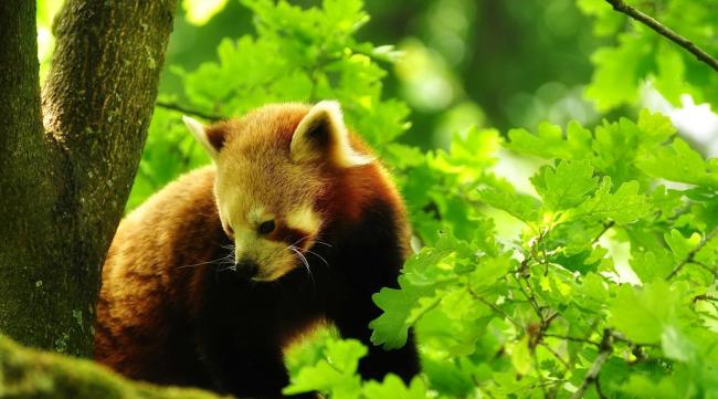 熊猫森林蜂蜜怎样辨别真伪