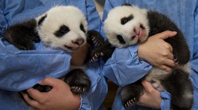 大熊猫的双胞胎怎么养活
