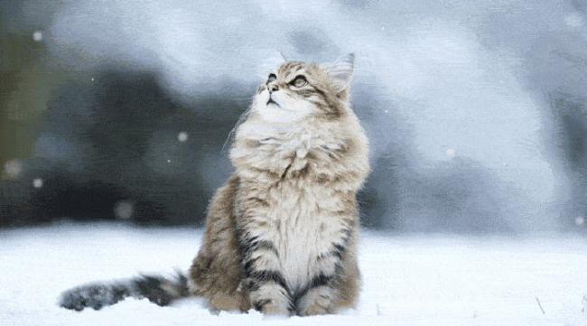 挪威森林猫哪个最好养