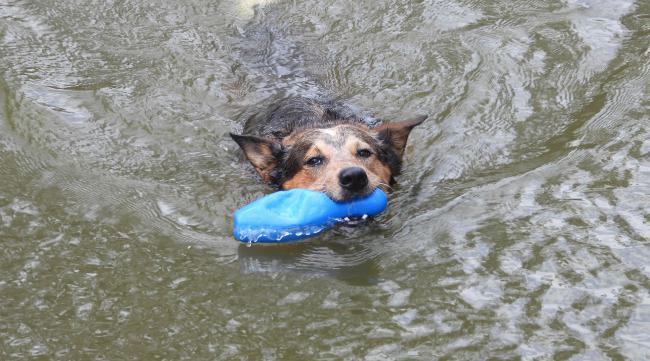小狗掉水里了怎么办