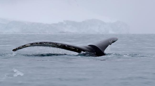 座头鲸在青岛吗能养吗