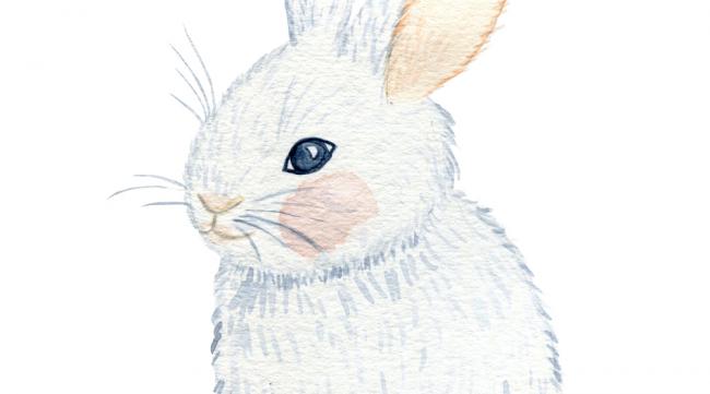 彩铅手绘兔子教程