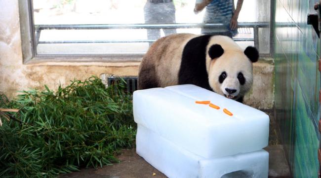 熊猫快收是干什么的