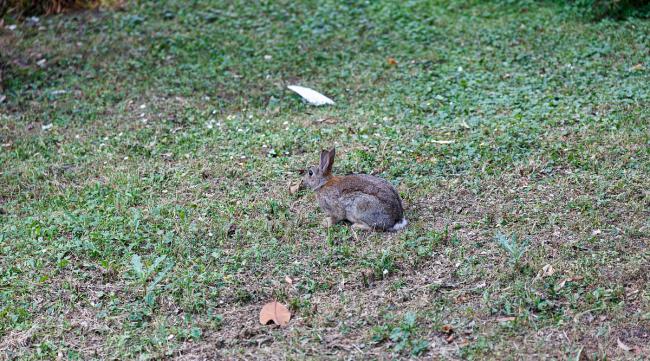 小兔子狂跳不安是什么原因呢