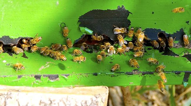 新收来的蜜蜂多久不会跑了