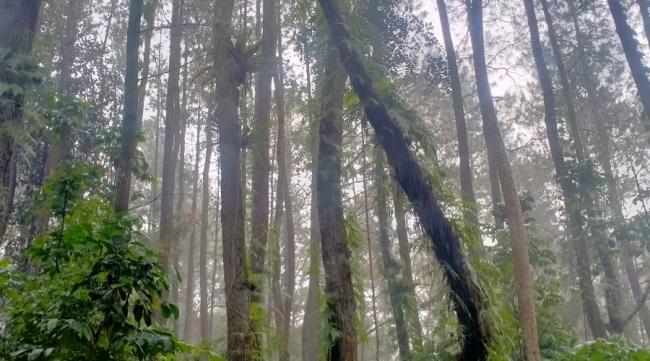 原始森林和森林有什么区别呢