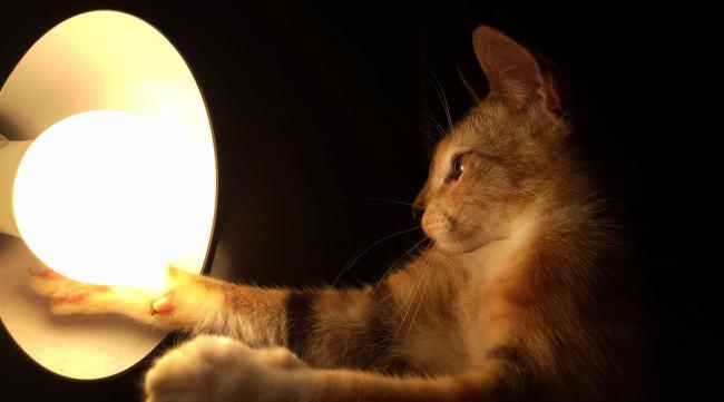 猫的灯正常时怎么亮的