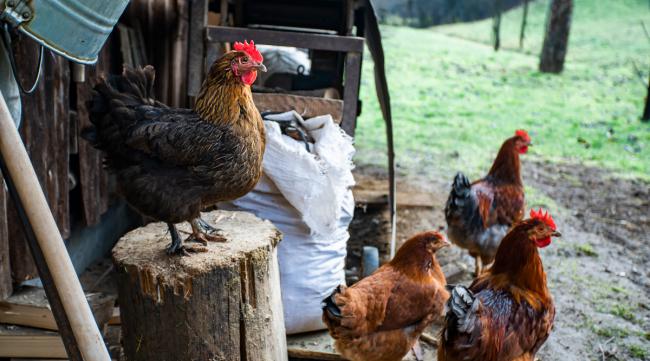 新手怎么在农村做鸡养殖业