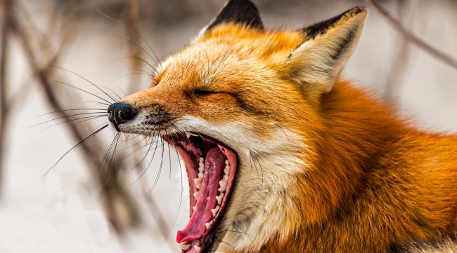 为什么狐狸尖叫呢