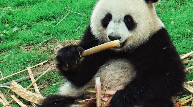 熊猫喜欢吃竹子的哪个部位
