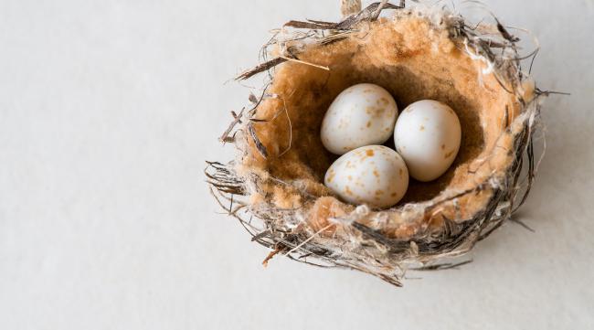 在家怎么孵化鸟蛋