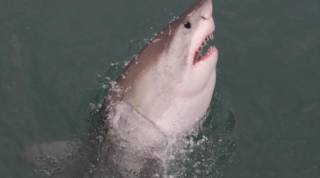大白鲨和食人鲨有什么区别