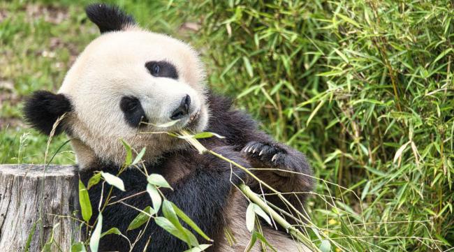 熊猫吃竹叶吗
