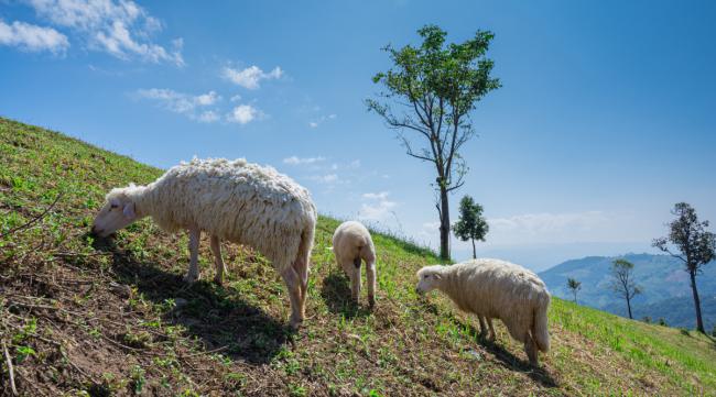 山地可以养羊吗