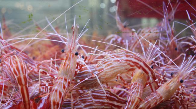 太极红花虎水晶虾