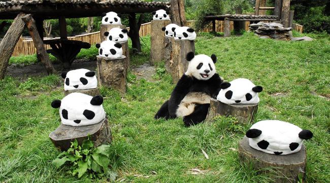 熊猫乐园和熊猫谷哪个值得去玩
