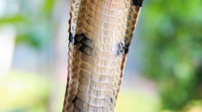 大眼仔蛇的学名叫什么