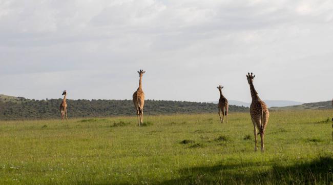 去肯尼亚旅游有什么好玩的吗