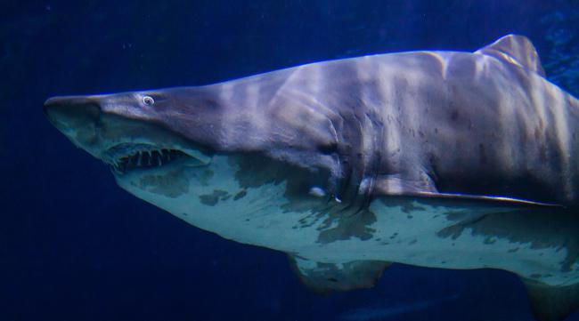 全世界第1只鲨鱼怎么来的啊