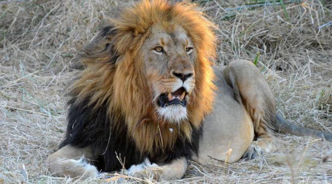 狮子为什么是十大最臭动物之一