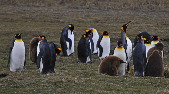 企鹅的生殖和发育过程图