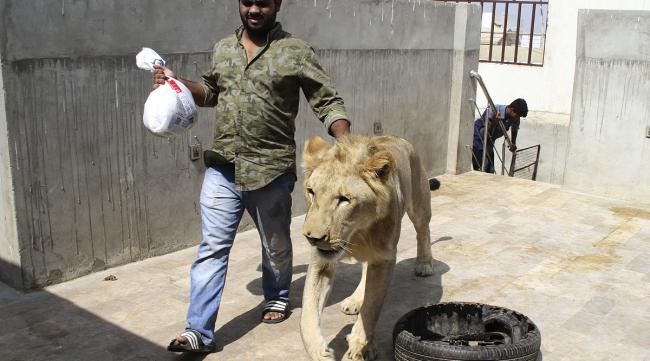 沙特阿拉伯为什么喜欢养狮子呢