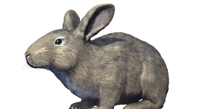 兔子有进化过程吗