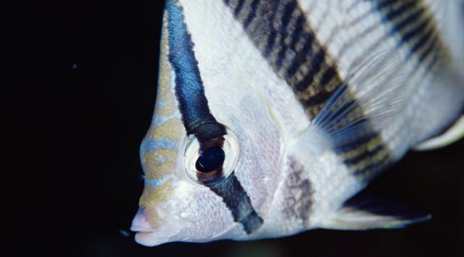 大眼睛的小海鱼的种类有哪些