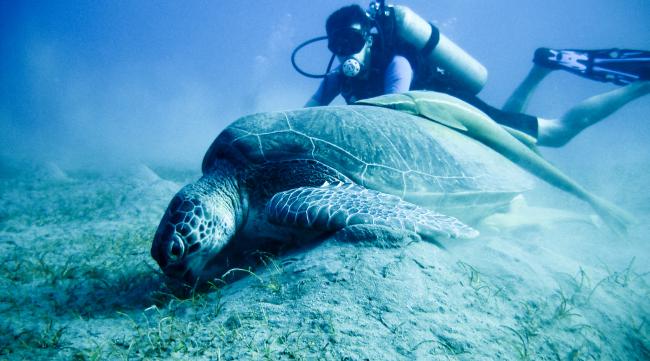 海洋生物保护自己的方法