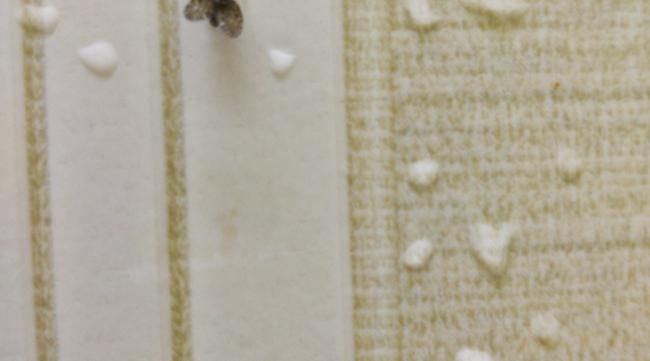 毛毯上常生的小虫子是什么虫