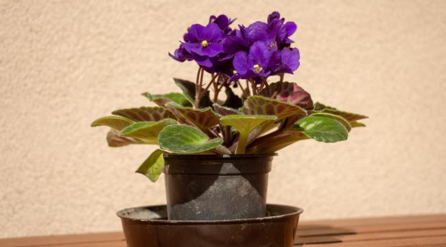 水养紫罗兰花开完花后怎么处理呢