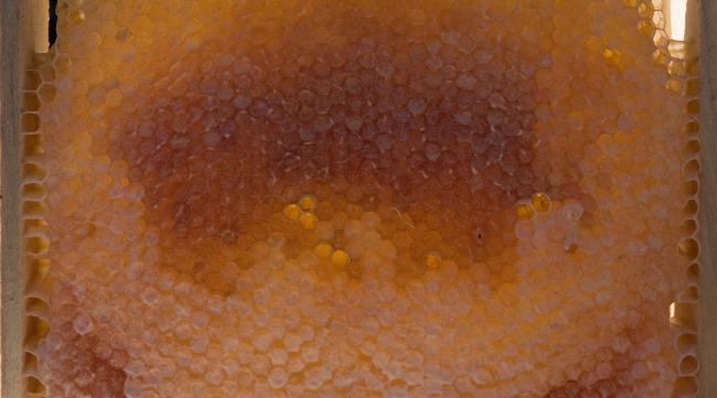 蜂巢蜡是什么