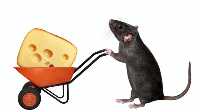 老鼠吃奶酪的作文怎么写三年级