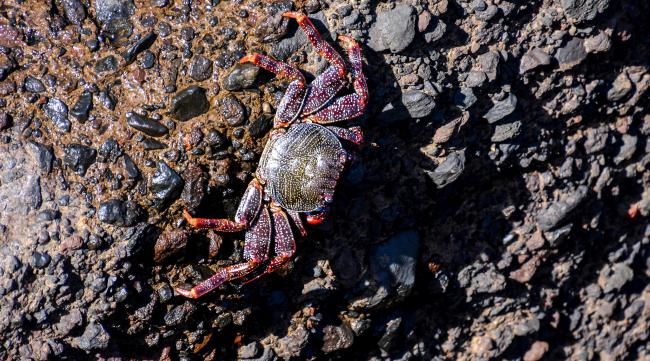 世界上最大的海蟹图片