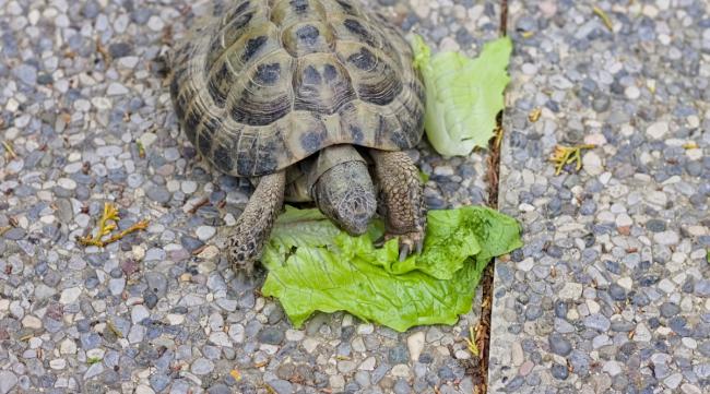 乌龟喜欢吃什么食物图片