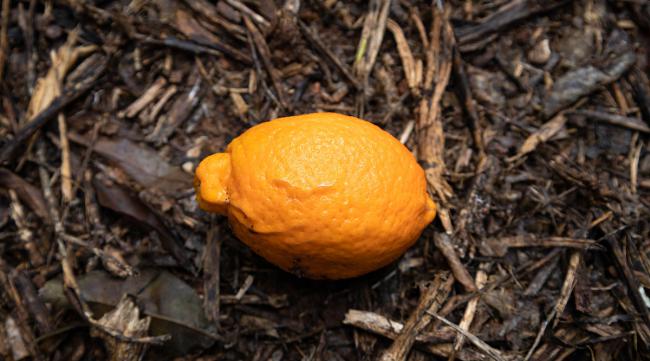 橘子是几级保护动物吗
