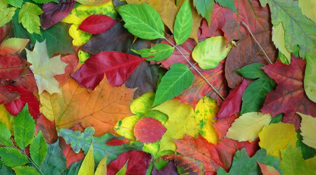如何调出色彩鲜明的树叶照片