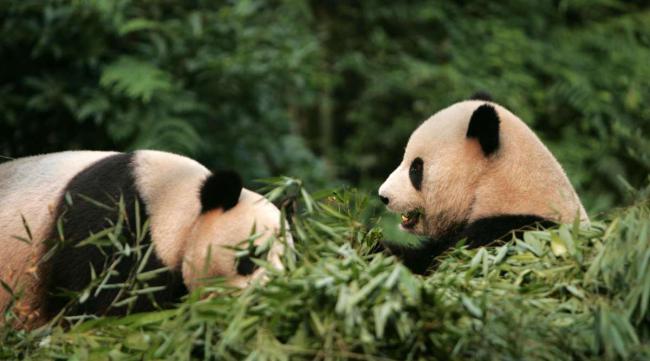 小熊猫生长在什么环境中呢