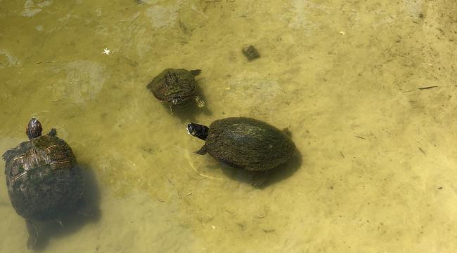 乌龟吃蚯蚓长得快吗